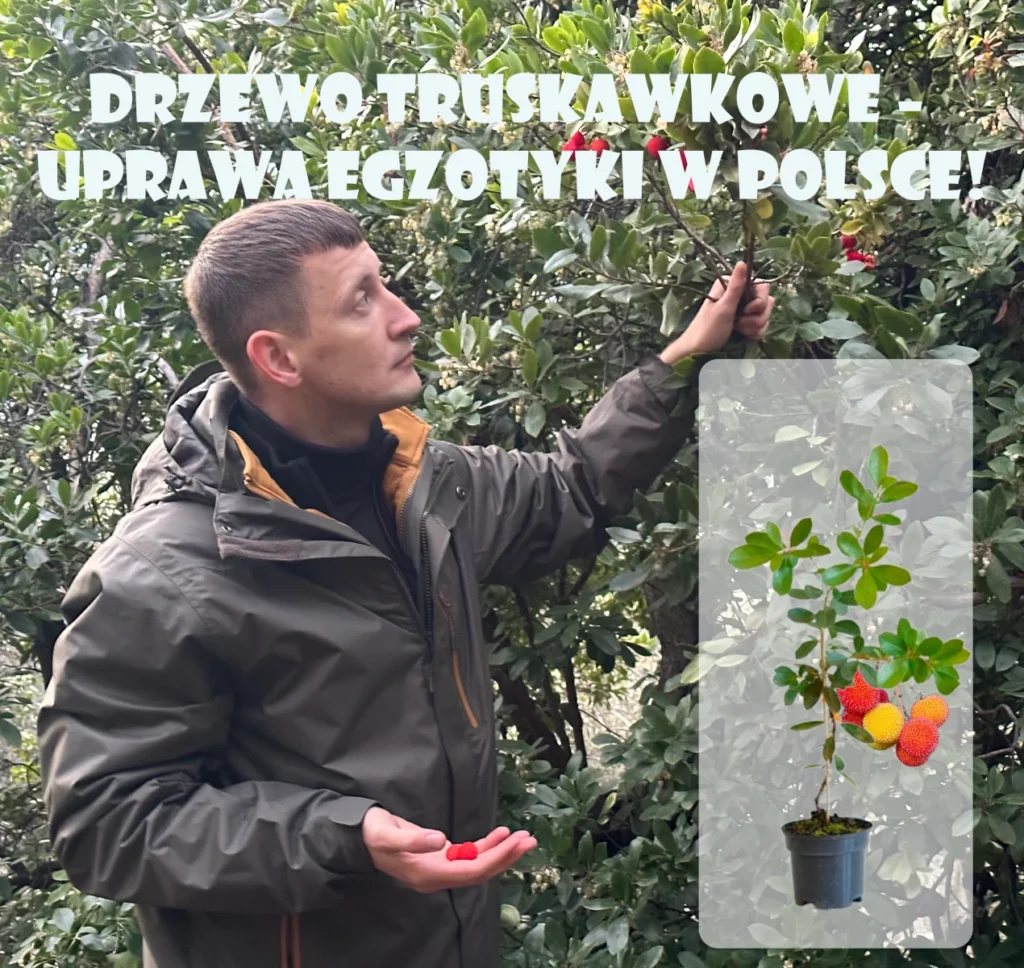 Uprawa drzewa truskawkowego w Polsce – osoba pokazuje owoce Arbutus unedo, obok sadzonka w doniczce